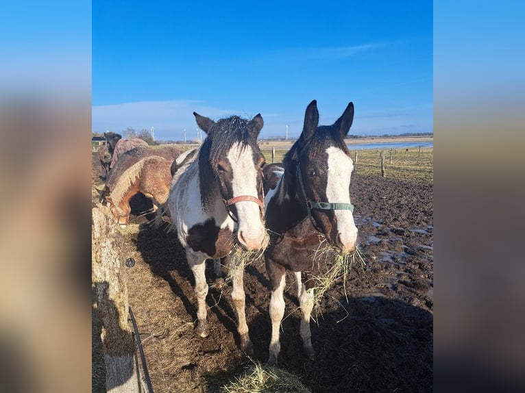 Pintos Mix Stallion 1 year 16.2 hh Pinto in Jürgenshagen