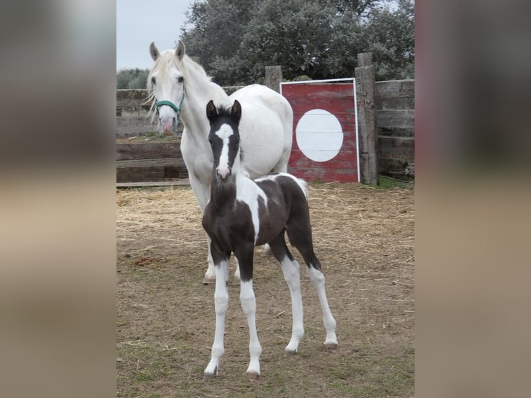 Pintos Stallion 1 year 16 hh  in Caceres