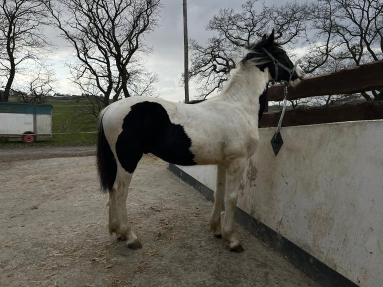 Pintos Stallion 1 year 16,1 hh Pinto in Warstein