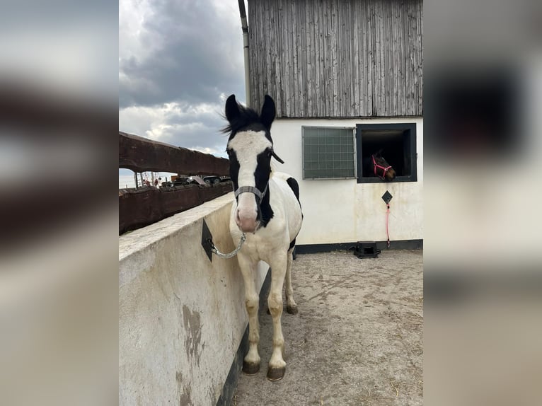 Pintos Stallion 1 year 16,1 hh Pinto in Warstein