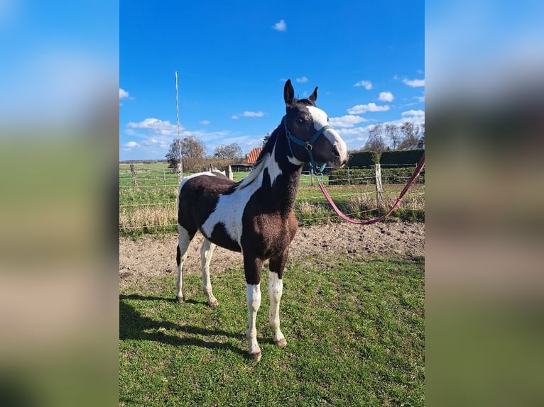 Pintos Mix Stallion 1 year 16,2 hh Pinto in Jürgenshagen