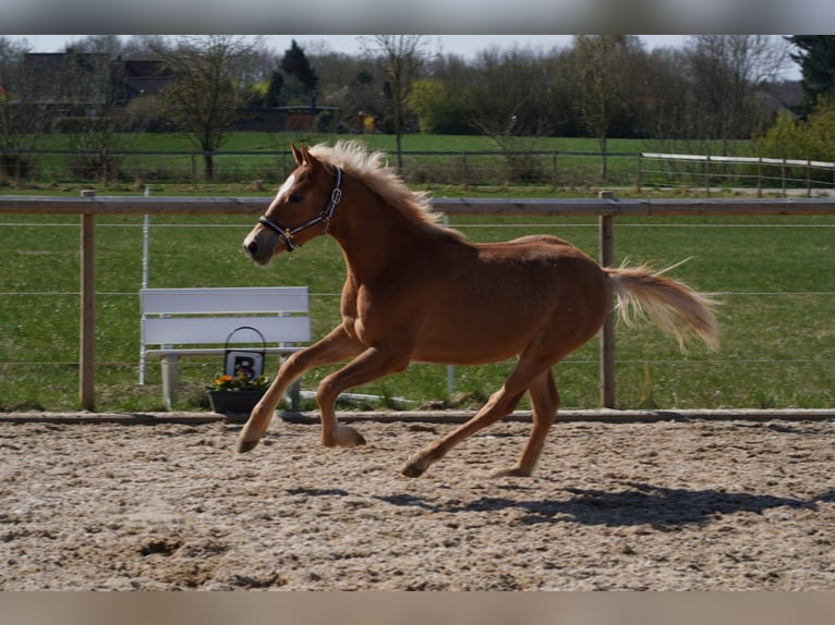 Pintos Mix Stallion 1 year Chestnut-Red in Oetjendorf/Hoisdorf