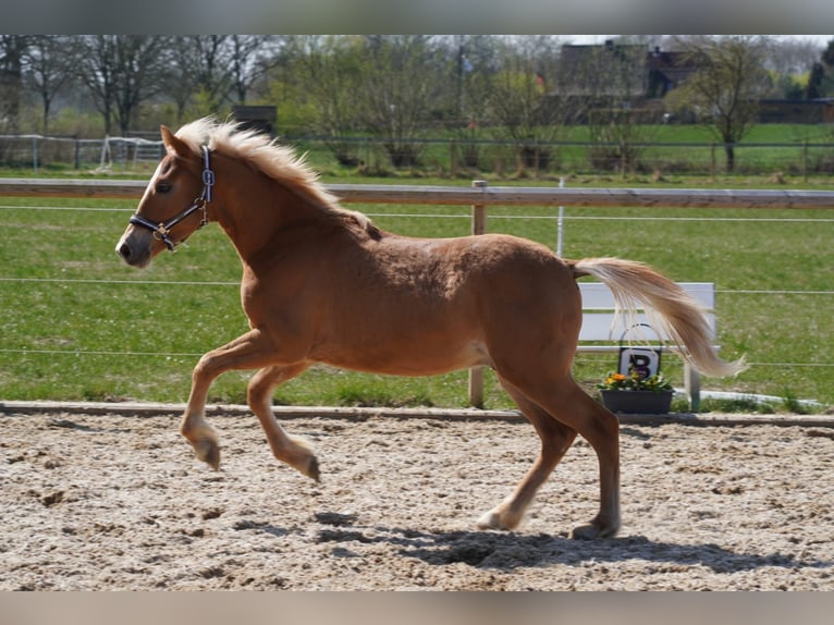 Pintos Mix Stallion 1 year Chestnut-Red in Oetjendorf/Hoisdorf