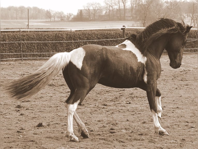 Pintos Stallion 25 years 14,1 hh Tobiano-all-colors in Barver