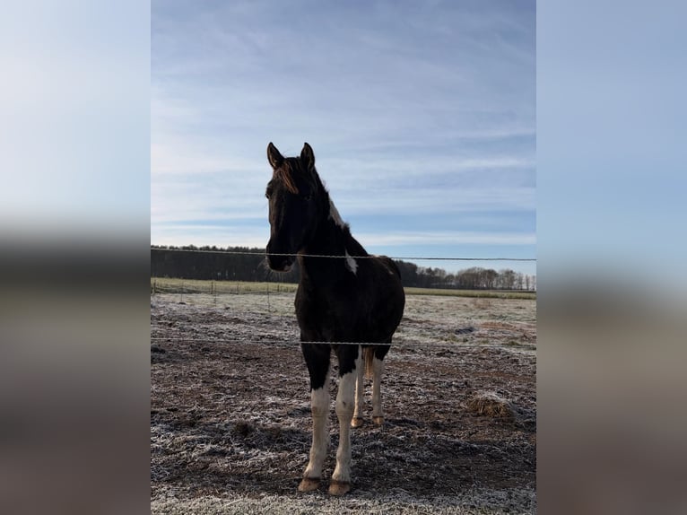 Pintos Mix Stallion 2 years 14.2 hh Pinto in Wilhelmsburg
