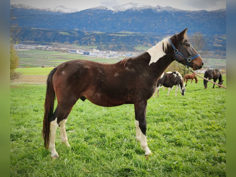 Pintos Stallion 2 years 15,1 hh Pinto in Thaur Pintos Stallion 2 years 15,1 hh Pinto in Thaur