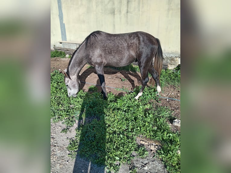 Pintos Mix Stallion 4 years 14,2 hh Roan-Red in Siracusa