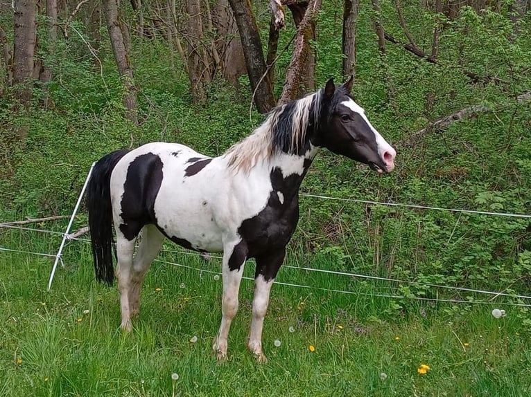 Pintos Stallion 4 years 15 hh Pinto in Laubach