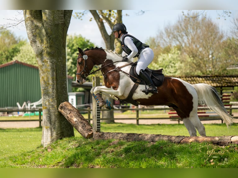 Pintos Stallion 5 years 16 hh Pinto in Leer (Ostfriesland)