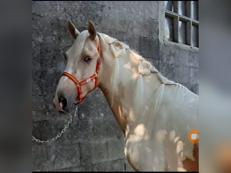 Pintos Mix Stallion 7 years 15,2 hh Palomino in Santiago De Compostela