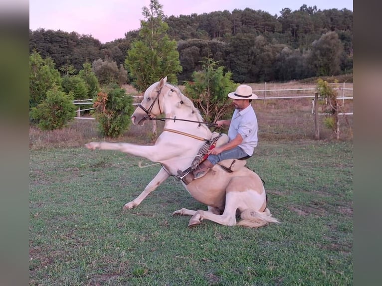 Pintos Mix Stallion 7 years 15,2 hh Palomino in Santiago De Compostela