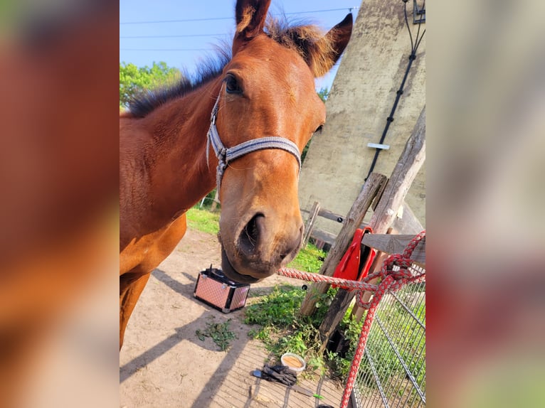 Pintos Stallion Foal (03/2024) 11,1 hh Brown in Glasin