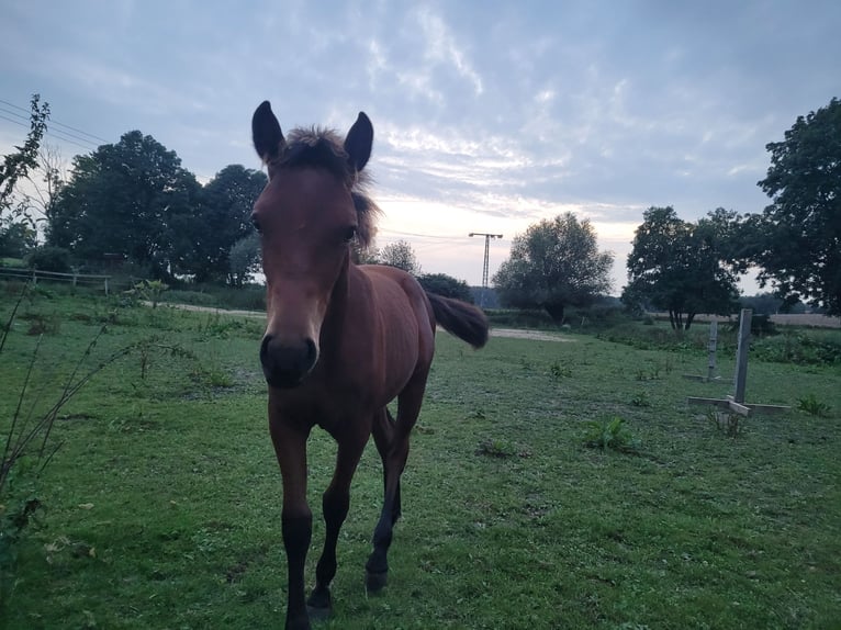 Pintos Stallion Foal (03/2024) 11,1 hh Brown in Glasin