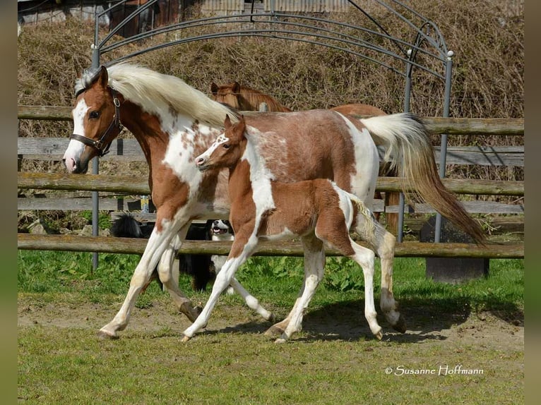 Pintos Stallion Foal (03/2024) 14,3 hh Tobiano-all-colors in Mörsdorf