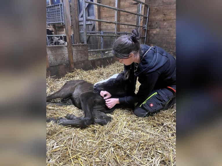 Pintos Mix Stallion Foal (04/2025) 14,2 hh Grey-Dapple in Ennepetal