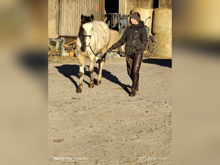 Pintos Mix Stallion Foal (01/2025) 14,3 hh Tobiano-all-colors in Buchen (Odenwald)