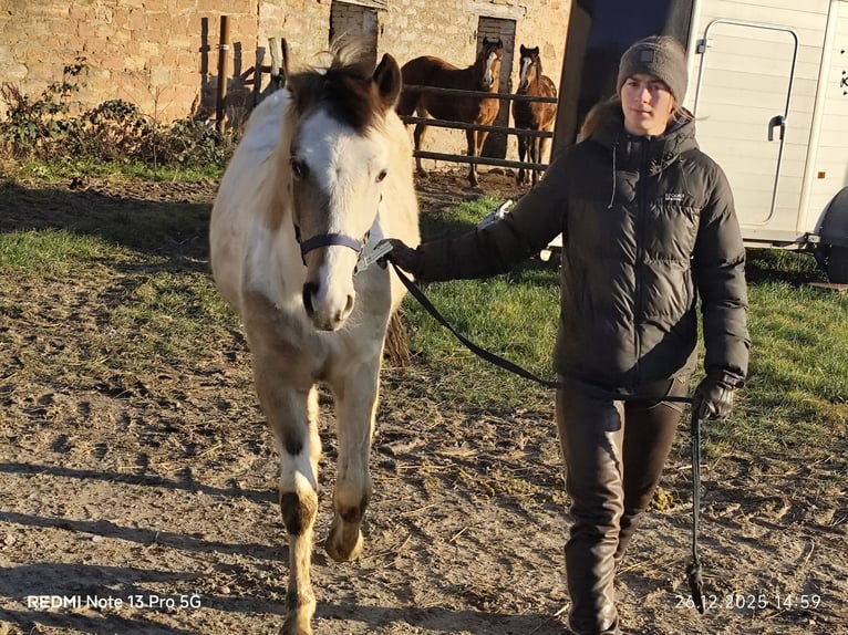 Pintos Mix Stallion Foal (01/2025) 14,3 hh Tobiano-all-colors in Buchen (Odenwald)