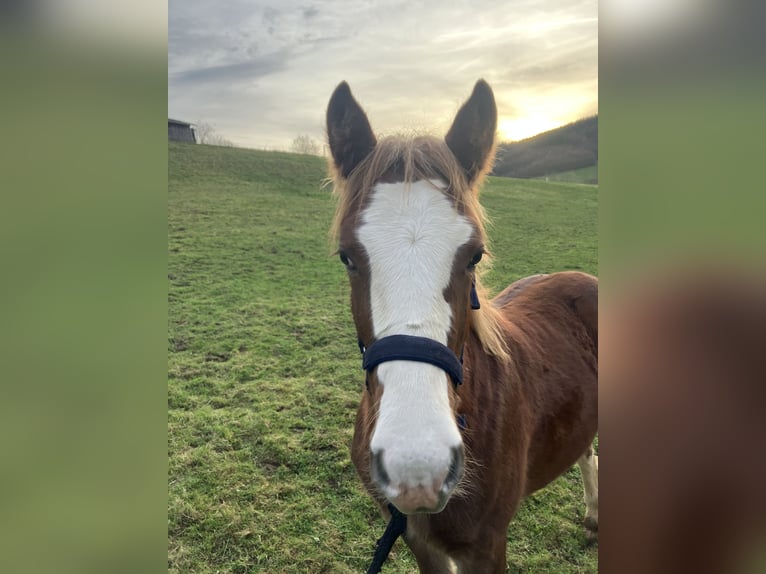 Pintos Stallion  15 hh Chestnut-Red in Frankenau