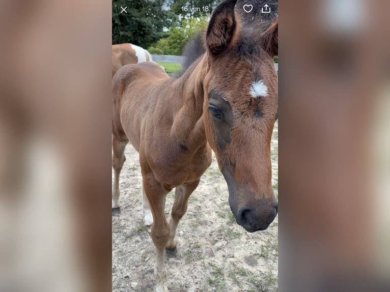 Pintos Stallion Foal (06/2025) 15,2 hh Bay-Dark in Holste