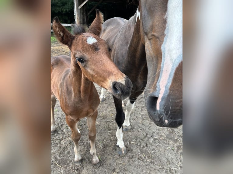 Pintos Stallion Foal (06/2025) 15,2 hh Bay-Dark in Holste