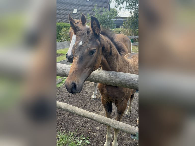 Pintos Stallion Foal (06/2025) 15,2 hh Bay-Dark in Holste
