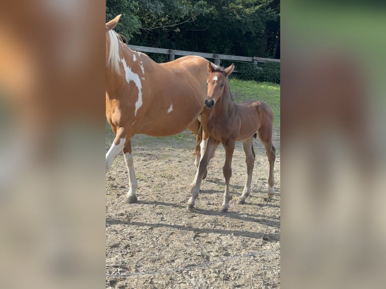 Pintos Stallion Foal (06/2025) 15,2 hh Bay-Dark in Holste