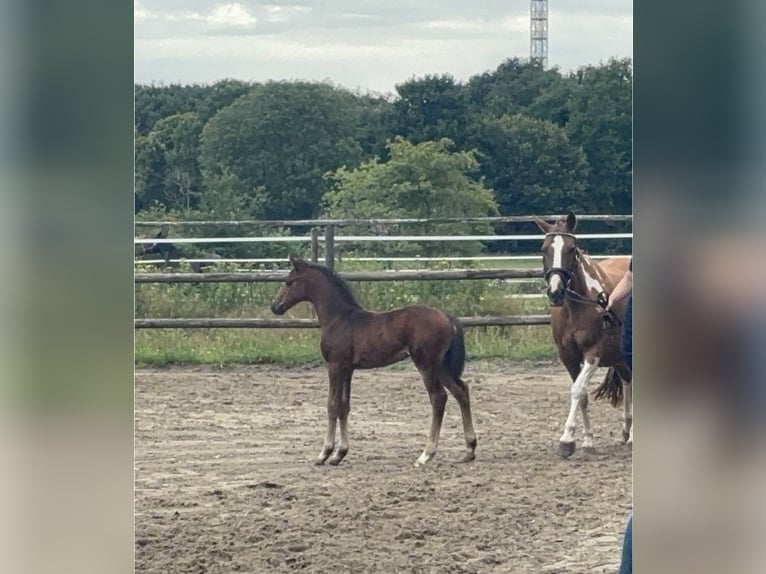 Pintos Stallion Foal (06/2025) 15,2 hh Bay-Dark in Holste