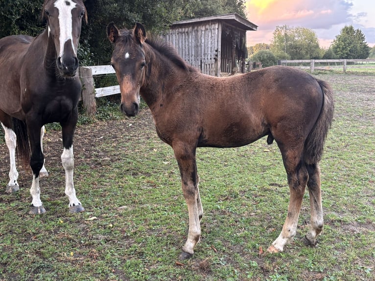 Pintos Stallion Foal (06/2025) 15,2 hh Bay-Dark in Holste