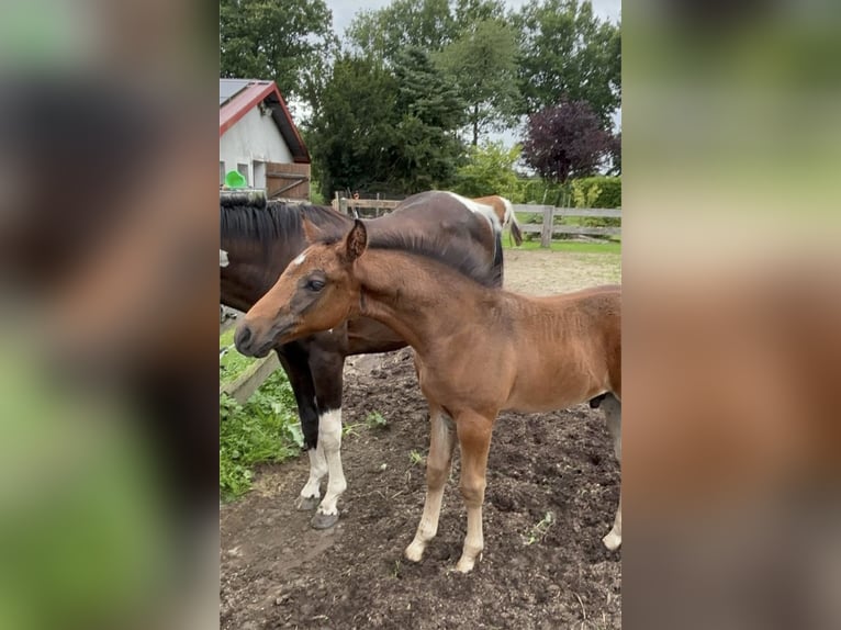 Pintos Stallion Foal (06/2025) 15,2 hh Bay-Dark in Holste