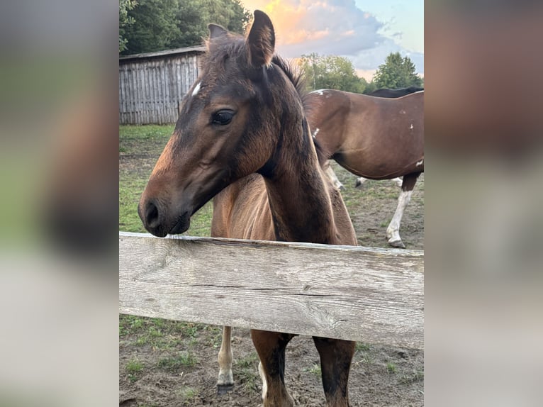 Pintos Stallion Foal (06/2025) 15,2 hh Bay-Dark in Holste