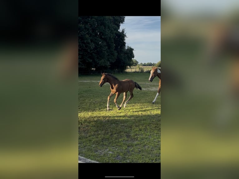 Pintos Stallion Foal (06/2025) 15,2 hh Bay-Dark in Holste