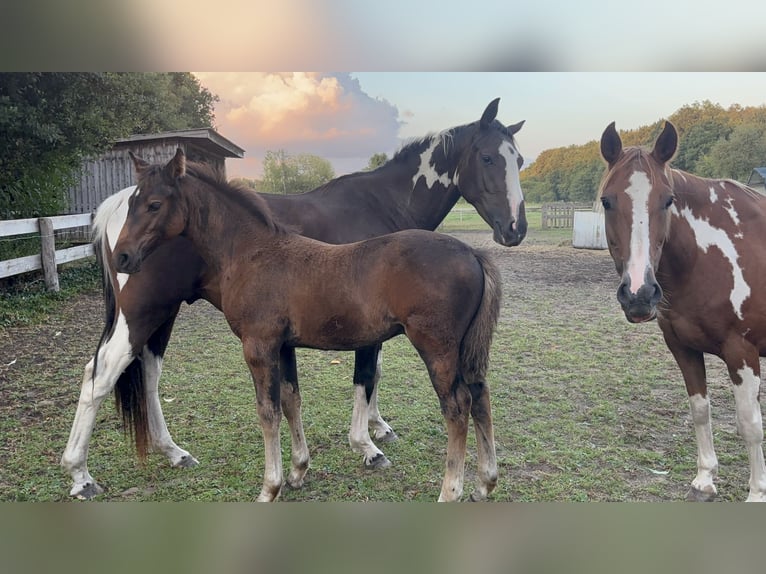 Pintos Stallion Foal (06/2025) 15,2 hh Bay-Dark in Holste