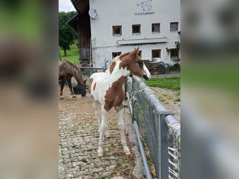 Pintos Mix Stallion  15,2 hh Pinto in Geretsberg