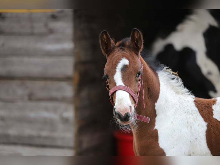 Pintos Stallion Foal (03/2025) 16 hh Tobiano-all-colors in Wanderup