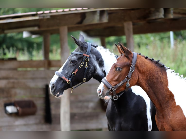 Pintos Stallion Foal (03/2025) 16 hh Tobiano-all-colors in Wanderup