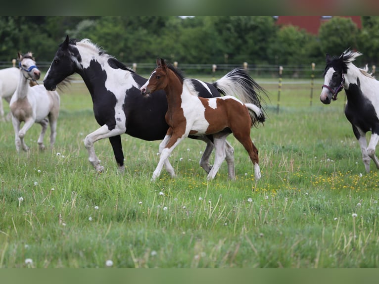 Pintos Stallion Foal (03/2025) 16 hh Tobiano-all-colors in Wanderup
