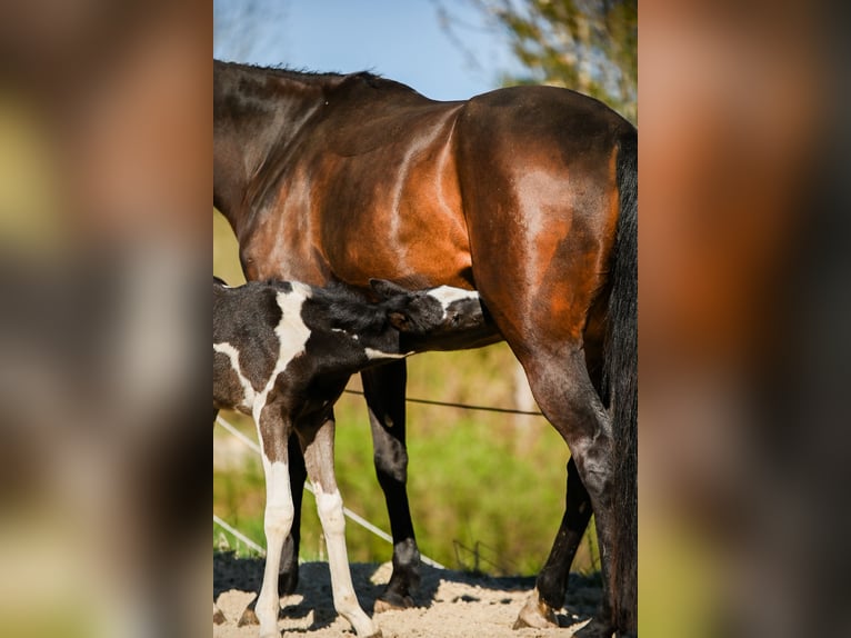 Pintos Stallion  16,1 hh Pinto in Altmelon