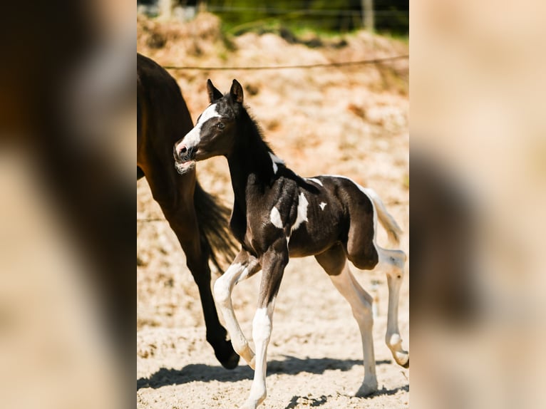 Pintos Stallion  16,1 hh Pinto in Altmelon