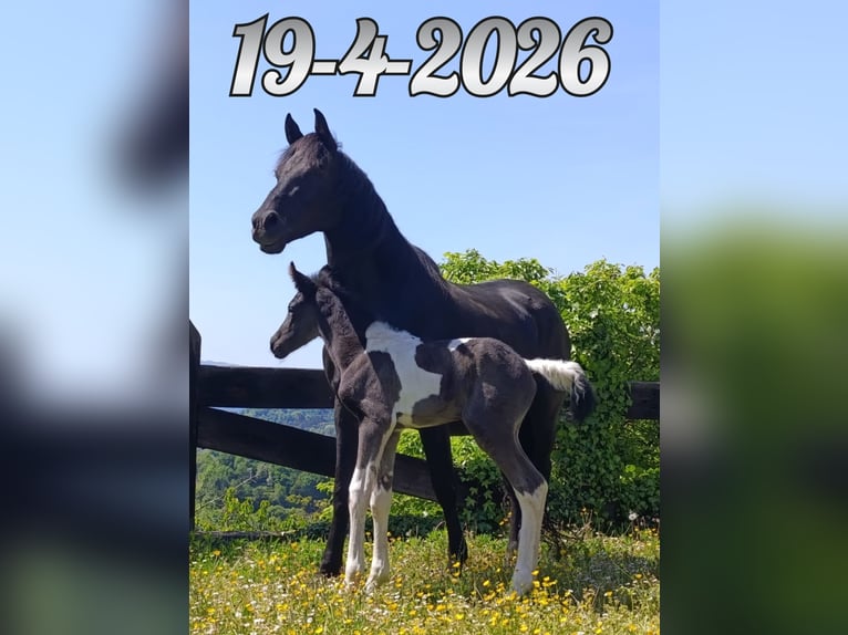 Pintos Stallion Foal (04/2026) Pinto in Zaldibar
