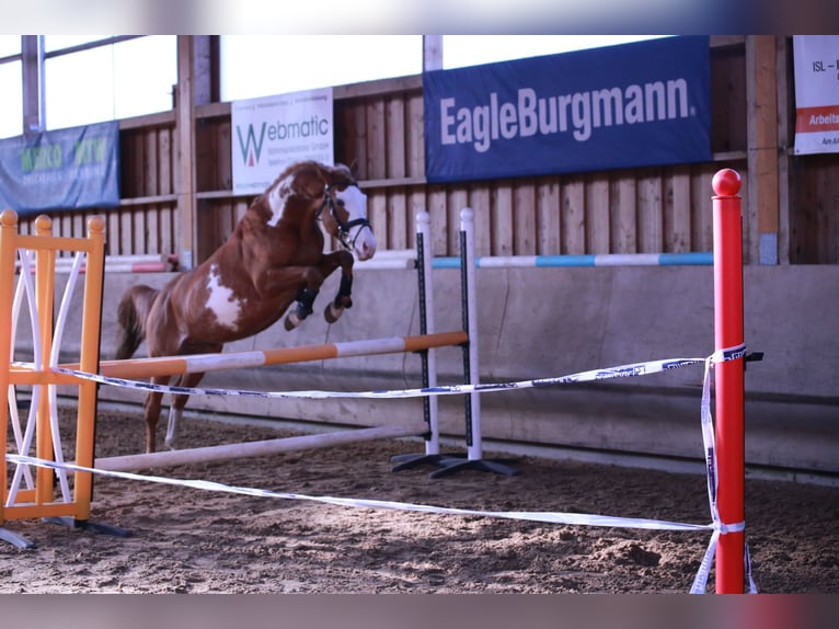 Pintos Stallion Overo-all-colors in HeideblickLuckau