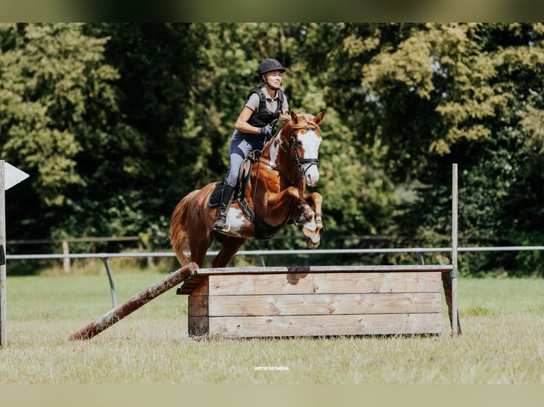 Pintos Stallion Overo-all-colors in HeideblickLuckau