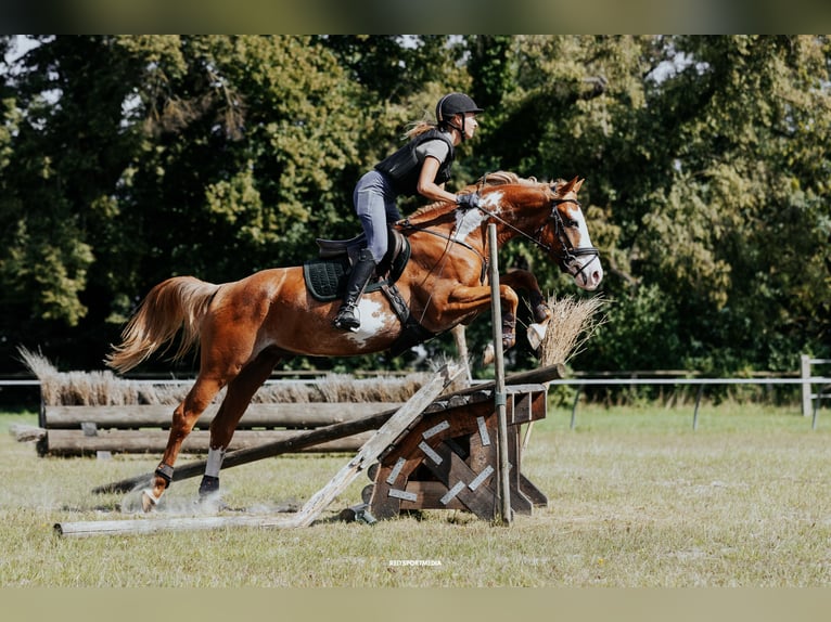 Pintos Stallion Overo-all-colors in HeideblickLuckau