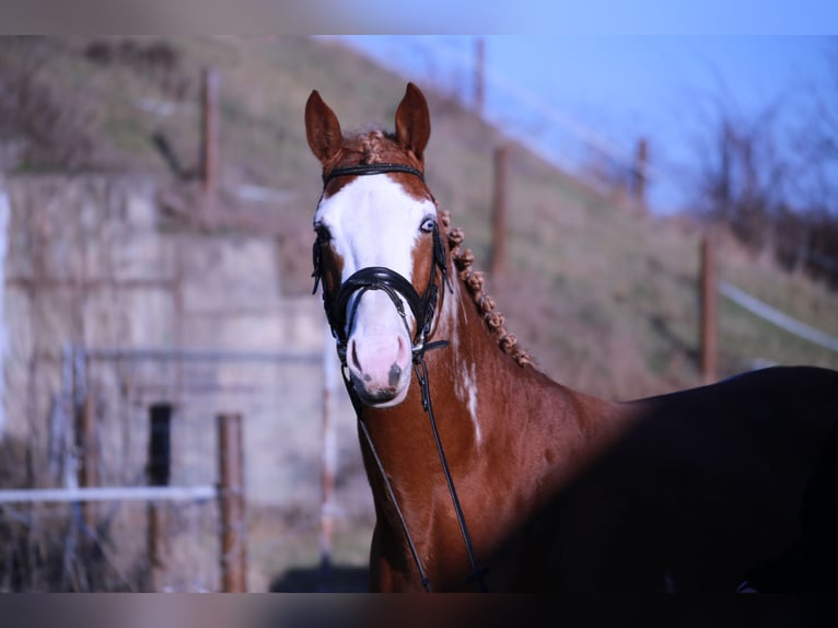 Pintos Stallion Overo-all-colors in HeideblickLuckau