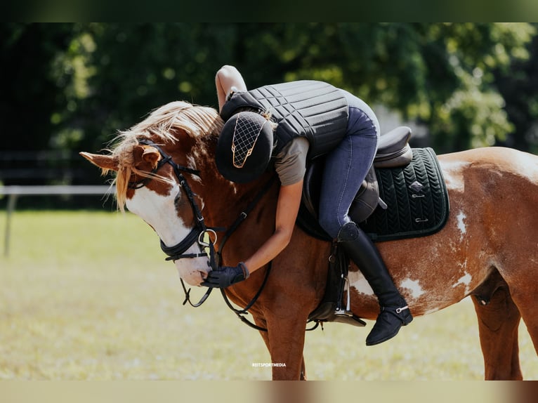 Pintos Stallion Overo-all-colors in HeideblickLuckau