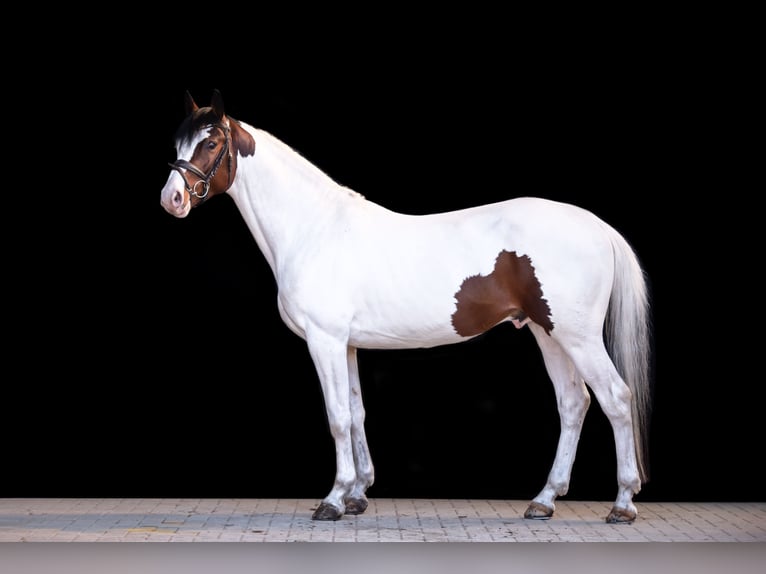 Pintos Stallion Pinto in Aukrug