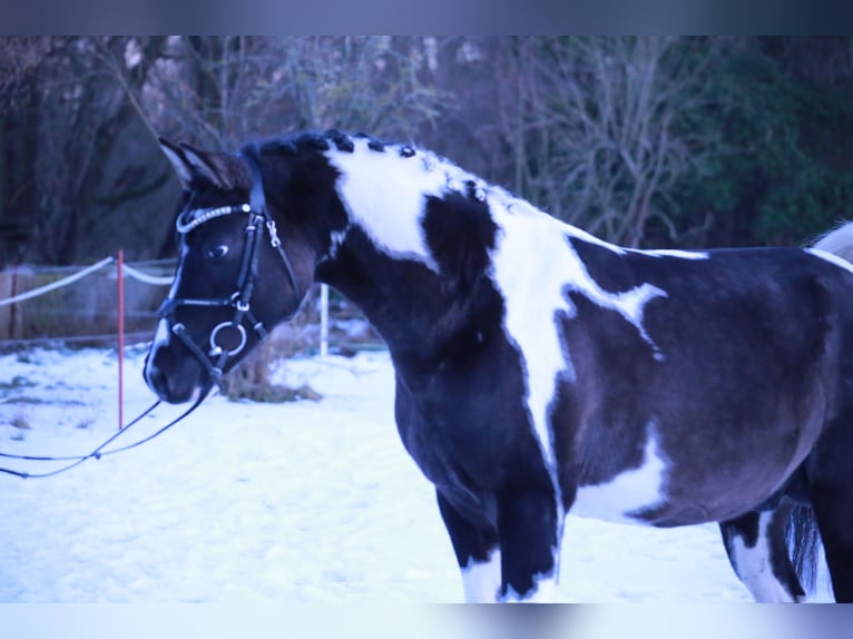 Pintos Stallion Pinto in Luckau