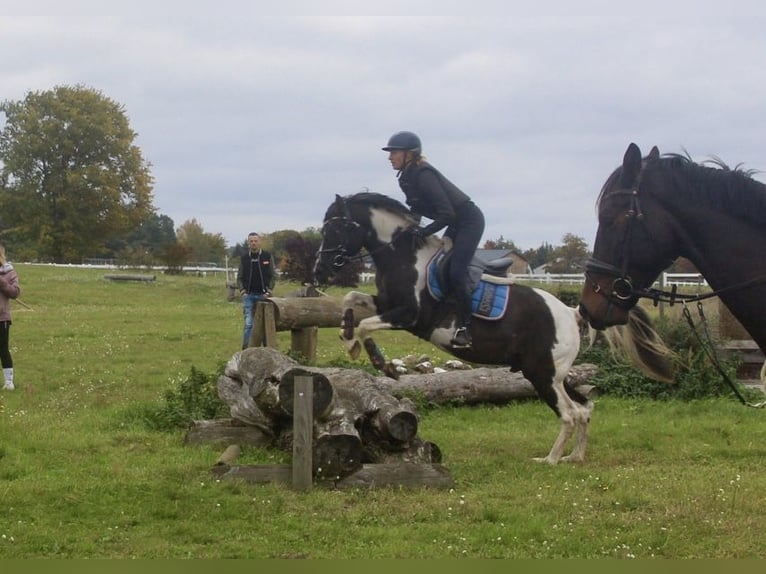 Pintos Stallion Pinto in Luckau