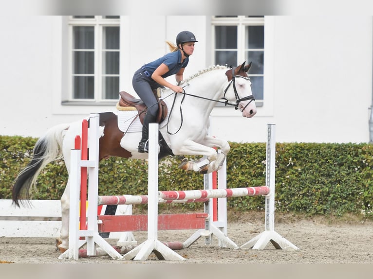 Pintos Stallion Pinto in Aukrug