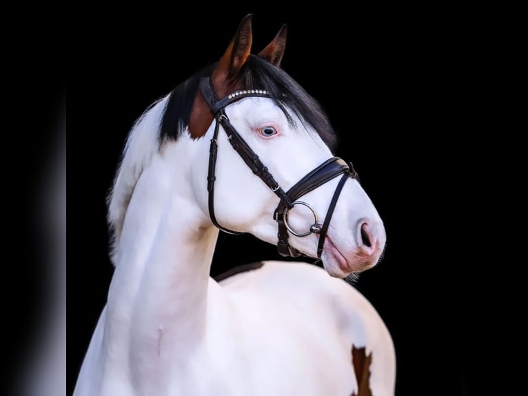 Pintos Stallion Pinto in Aukrug