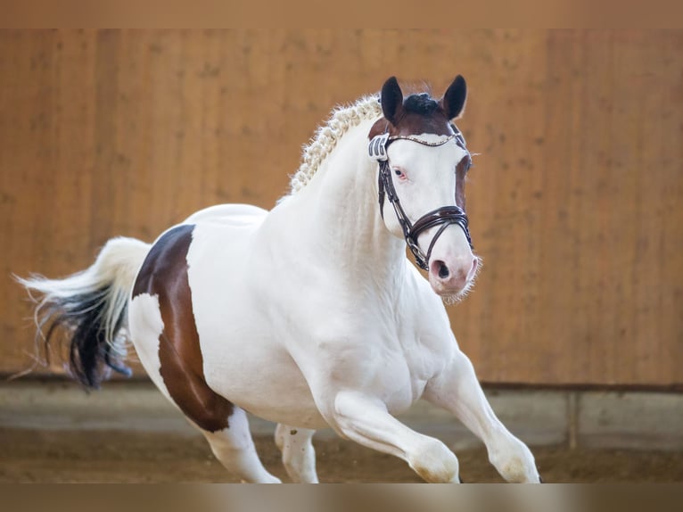 Pintos Stallion Pinto in Aukrug